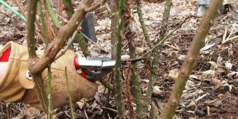 Как да отрежете рози за зимата - назначаване и време